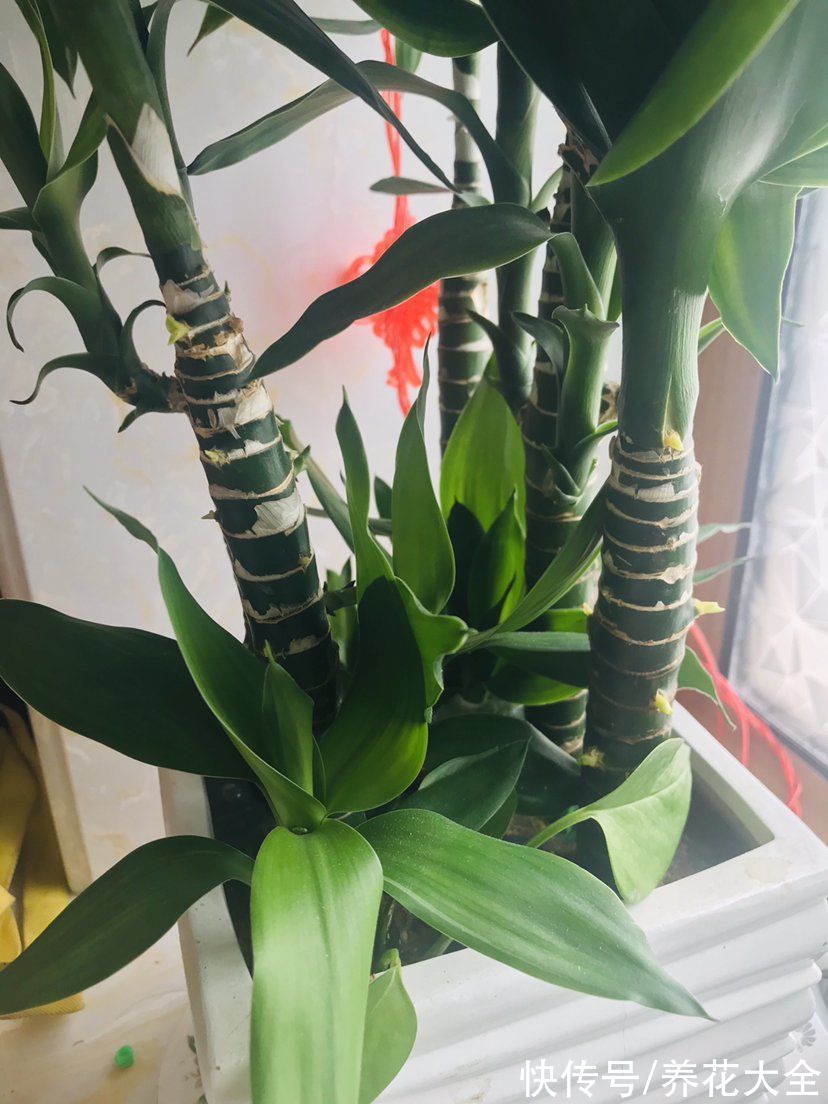 想要家中多贵气,当然要养岁寒三友,冬天养更合适