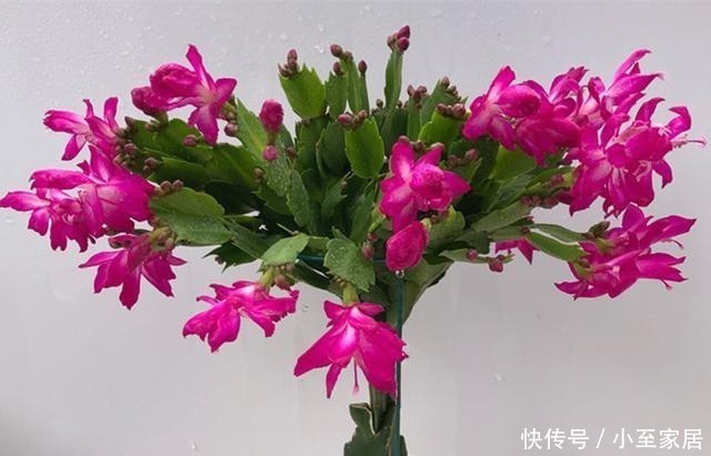 养花老前辈|养君子兰、兰花和蟹爪兰不用别肥,就用两种,实实在在的好