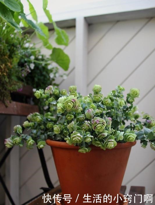 香气|此新型“网红”盆栽,花叶俱美,香气四溢,种植容易,很值得栽培!