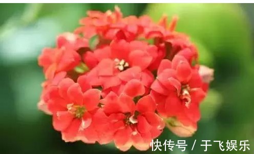 给长寿花它带个“帽子”，开出来的花又大又艳，漂亮极了！