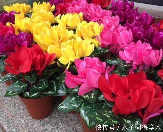 家养几款植物，阳台开出花海，花色繁多易爆盆，娇艳欲滴