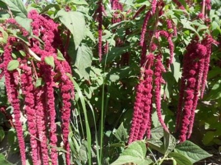 天仙米|立秋后,老人常吃此野菜,能降糖、降脂、降压,效果显著