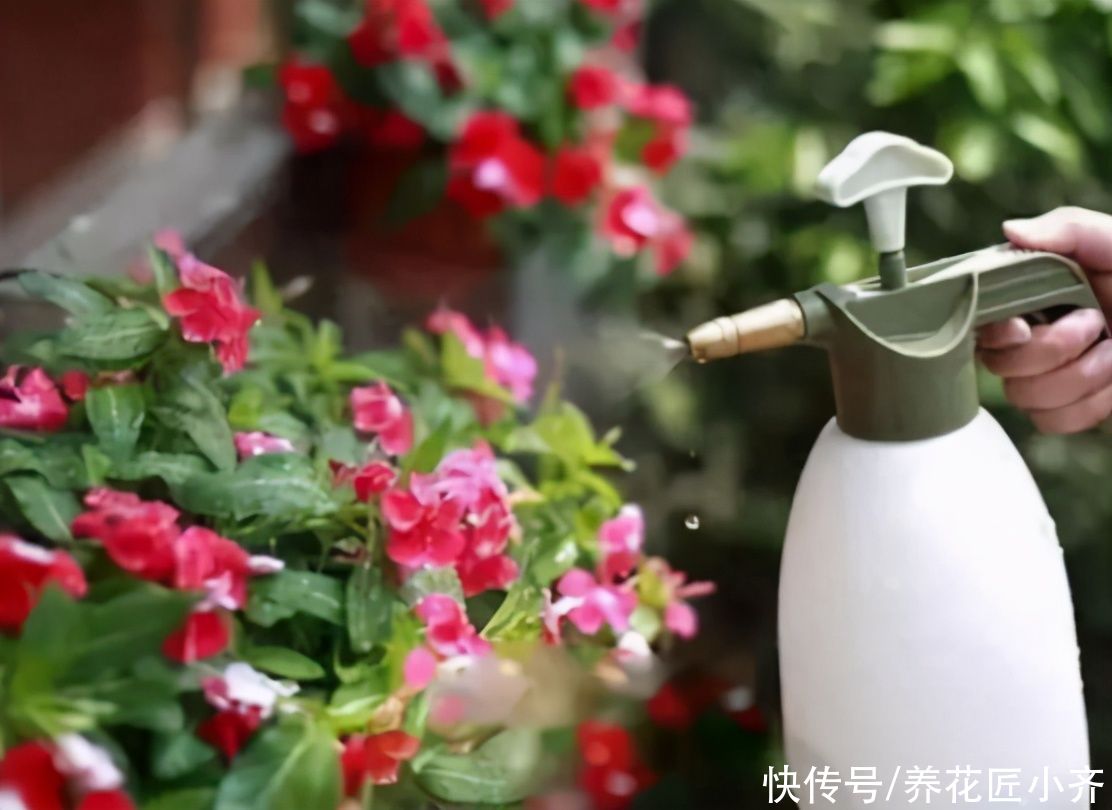 给花换盆移栽，想要快服盆，要学会“缓苗”技巧，多数人都做错了