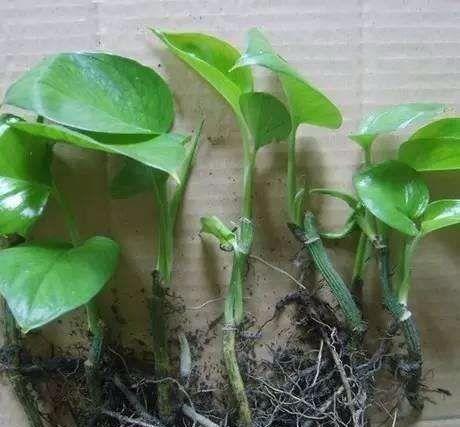根系|怎么用卫生纸让花草轻松生根、早点成活?