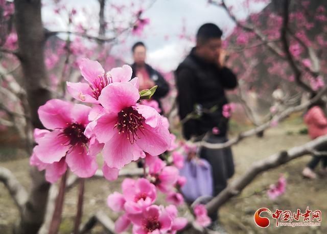 甘肃文县：人间三月芳菲始 踏青赏花正当时