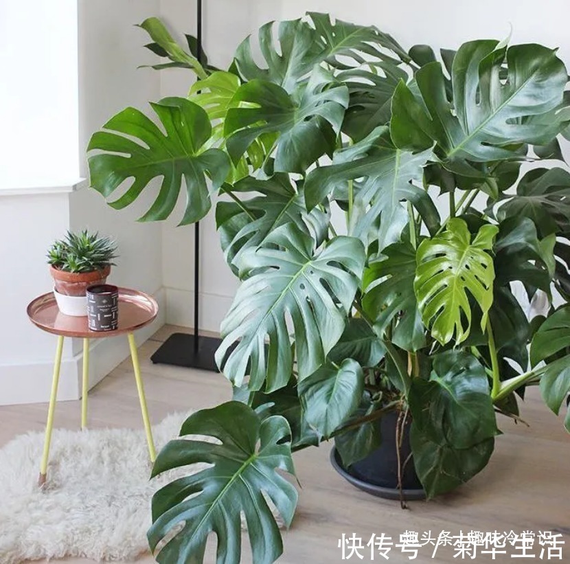 新手|这五种喜欢水的植物,随便浇水都不怕,适合新手养