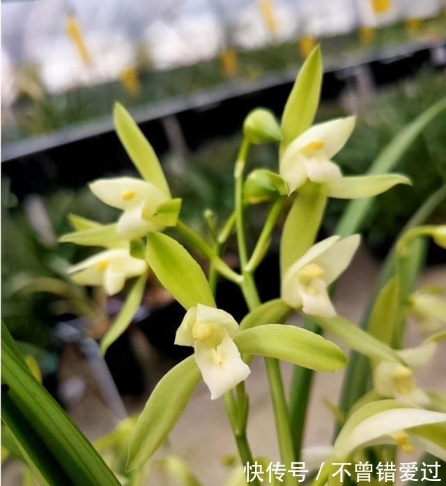 希望长期有花赏，就试试这款兰花，花期超长，香气醇厚还好养
