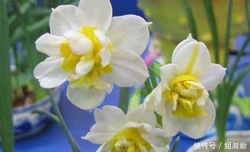 喜欢玫瑰，不如养高端花卉”火柴“拔克西木，形似火柴，花姿俊美