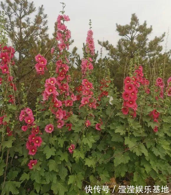 花友|5种花最好别养，根钻得到处都是，砍都砍不尽