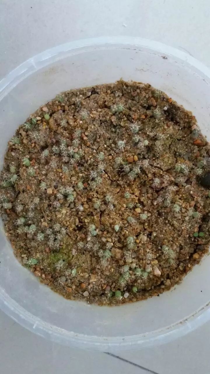 沙子的3个养花小妙招，赶紧收藏，小方法管大事儿