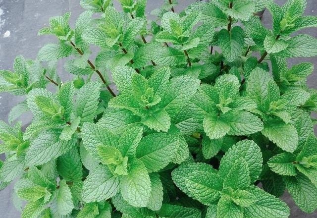 让铜钱草“爆盆”很简单,记住3个字剪、肥、水,叶子挤满盆