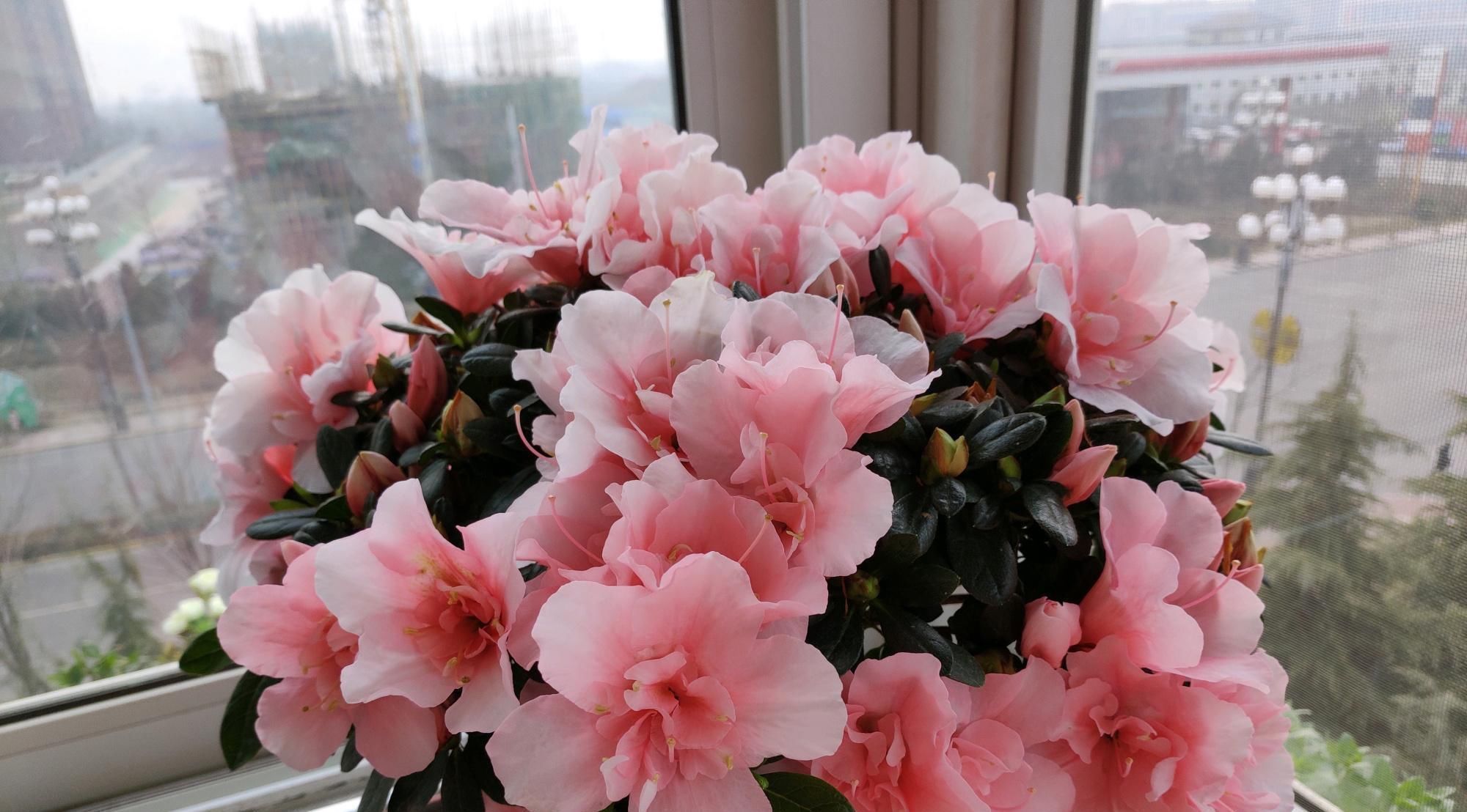 盆景|此花是中国传统名花,种植容易,四季常开,适合盆栽,还可做盆景