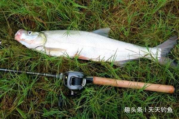 泥鳅钩钓翘嘴方法，民间钓大翘嘴第一杀招，米级翘嘴不难钓