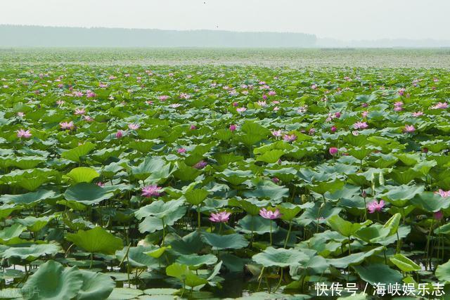 中年|微山湖为何成了“香饽饽”两省三市都“虎视眈眈”?微山湖游记