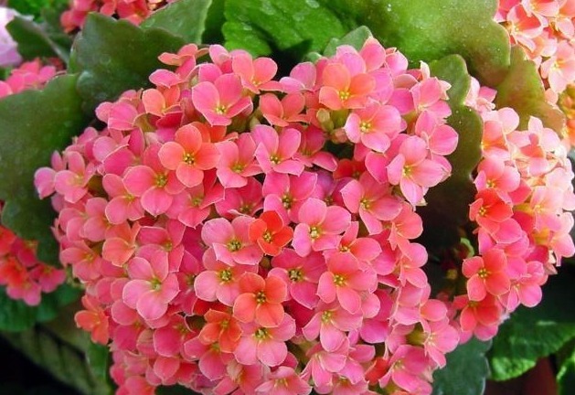 长寿花花期过后注意几点，下一次开花更大更好看，新手涨姿势