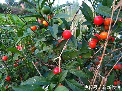 路边有一种“野果子”,初看不起眼,盆栽起来“赏果”上百天