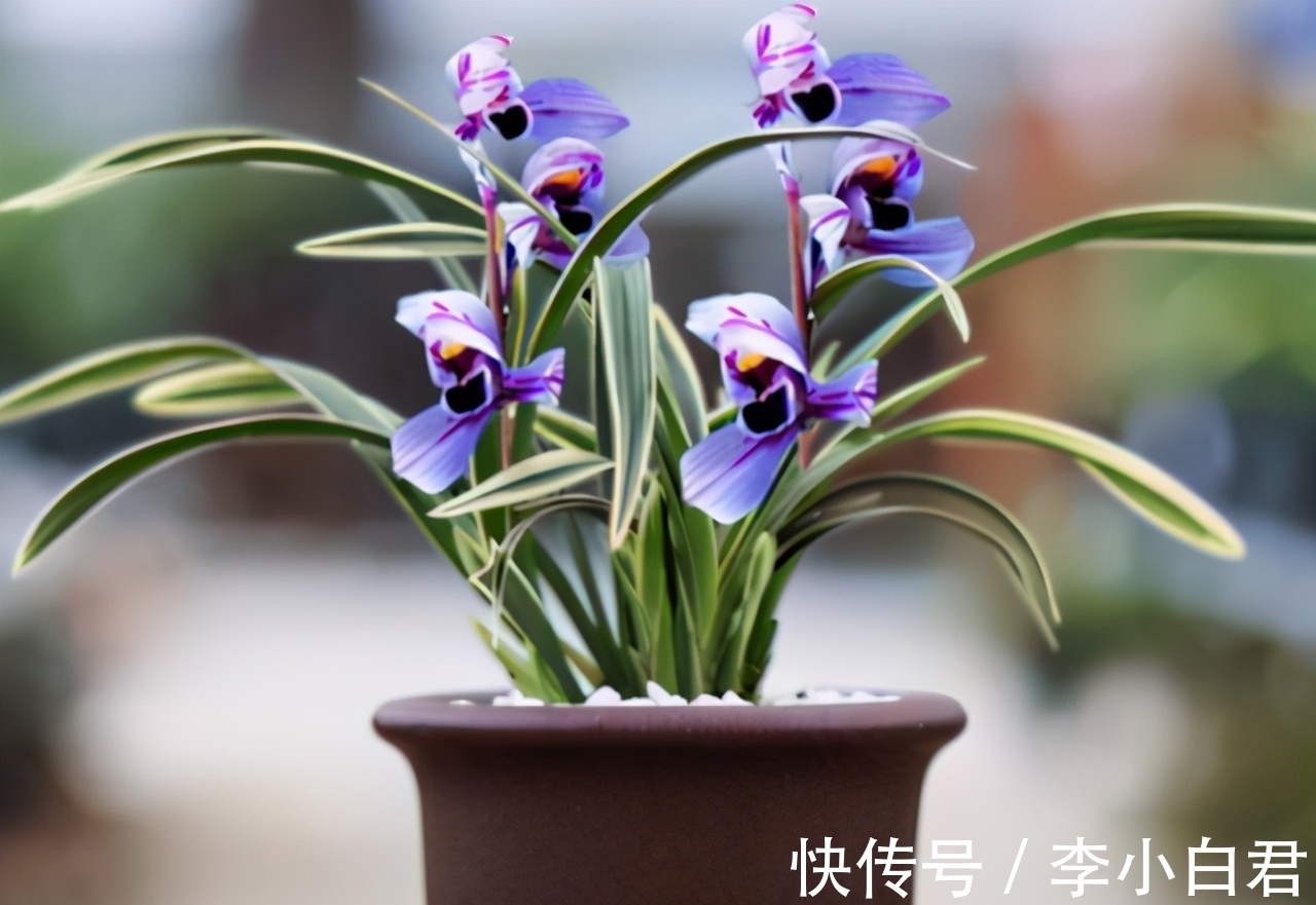 紫月荷兰花|此兰被誉为是“香花之王”,花色典雅,兰香清幽,新手也能养