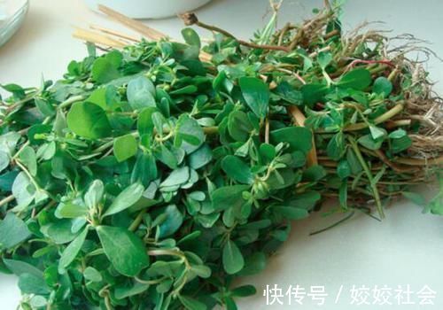 农村|农村晒不死的“野菜”,养在花盆当花看,现在吃正鲜嫩,去开挖