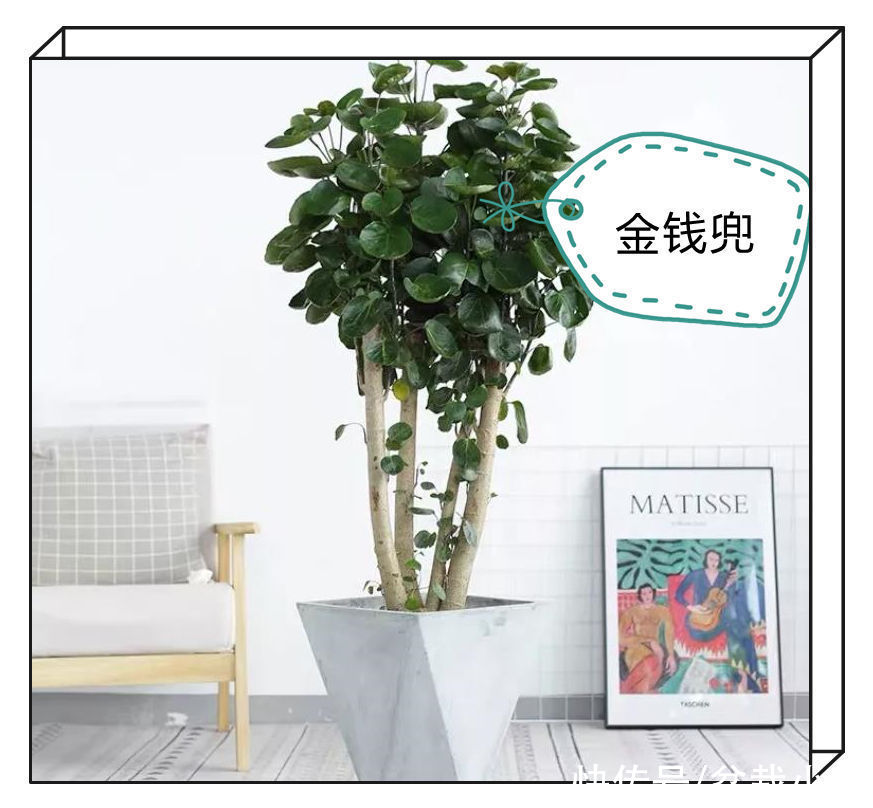 建议爱花人：客厅养花，9大绿植不要落下