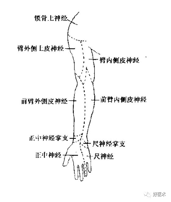 神经系统|神经系统体表定位标准