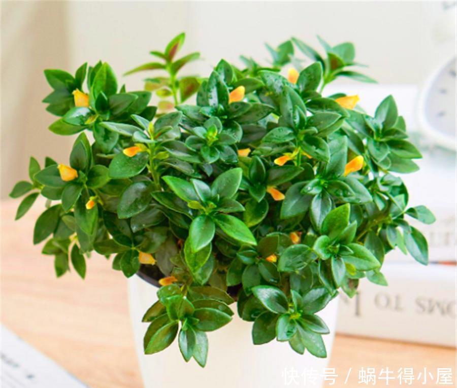 金鱼吊兰冬天开爆了,做好5个小细节,一年四季花开不断