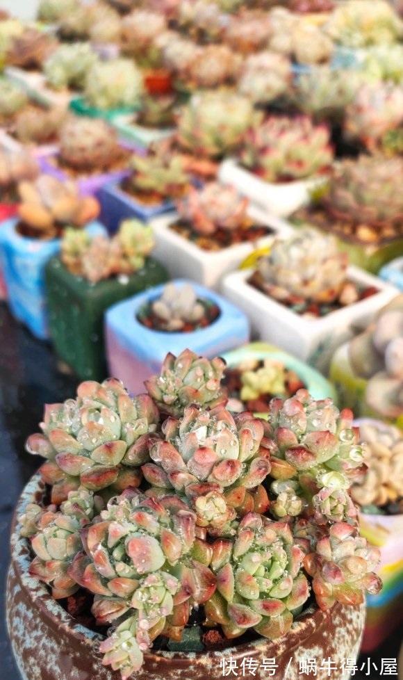 夏天|夏天养多肉，不仅能晒红，还能晒伤，气温超过30度，必须遮阳