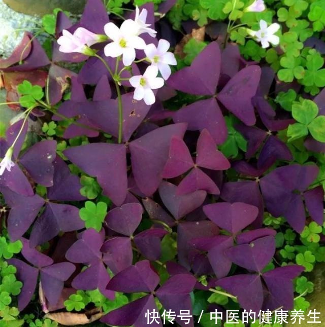 别养绿萝了,这20种耐阴植物,养在家里更合适!