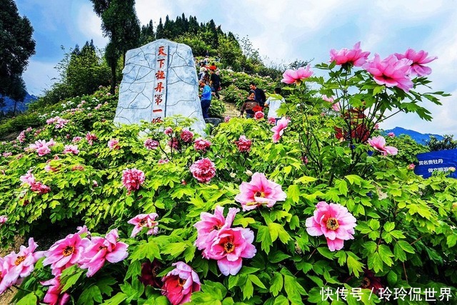 中年|重庆春游最佳的旅游打卡地，拥有多种花卉，还是4A级旅游景区