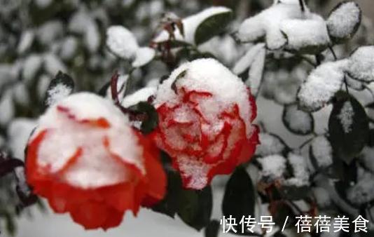 初冬月季养护,南北大不同,看看你做对了没