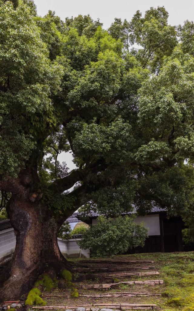  缪斯|青莲院：皇室贵族的修行圣地，文人画家的灵感缪斯