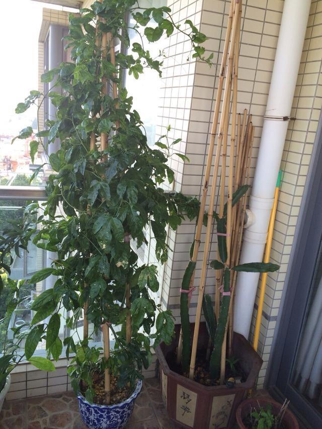 1种“水果”，秋天剪1个枝插盆里，20天长根，年年结满果，吃不完