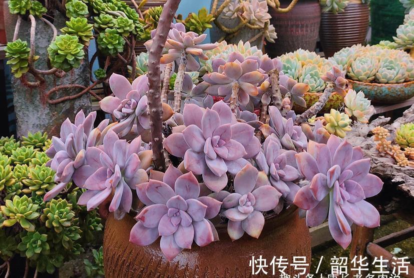华丽|紫色系多肉华丽风车,夏季也不会轻易褪色,值得我们所有人养一盆