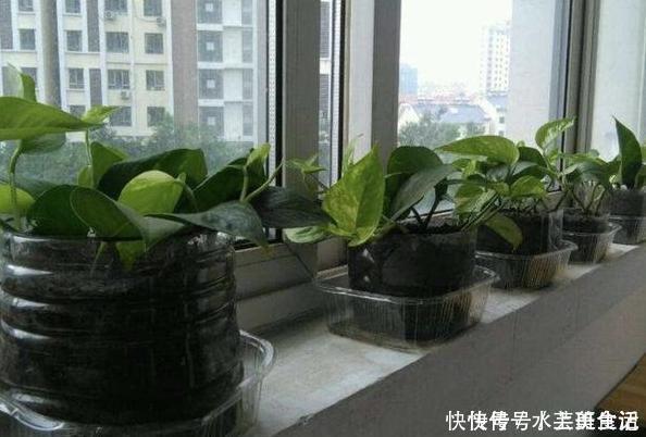 营养价值|居家自制肥:别光盯着淘米水了,用它们做花肥,营养价值更高