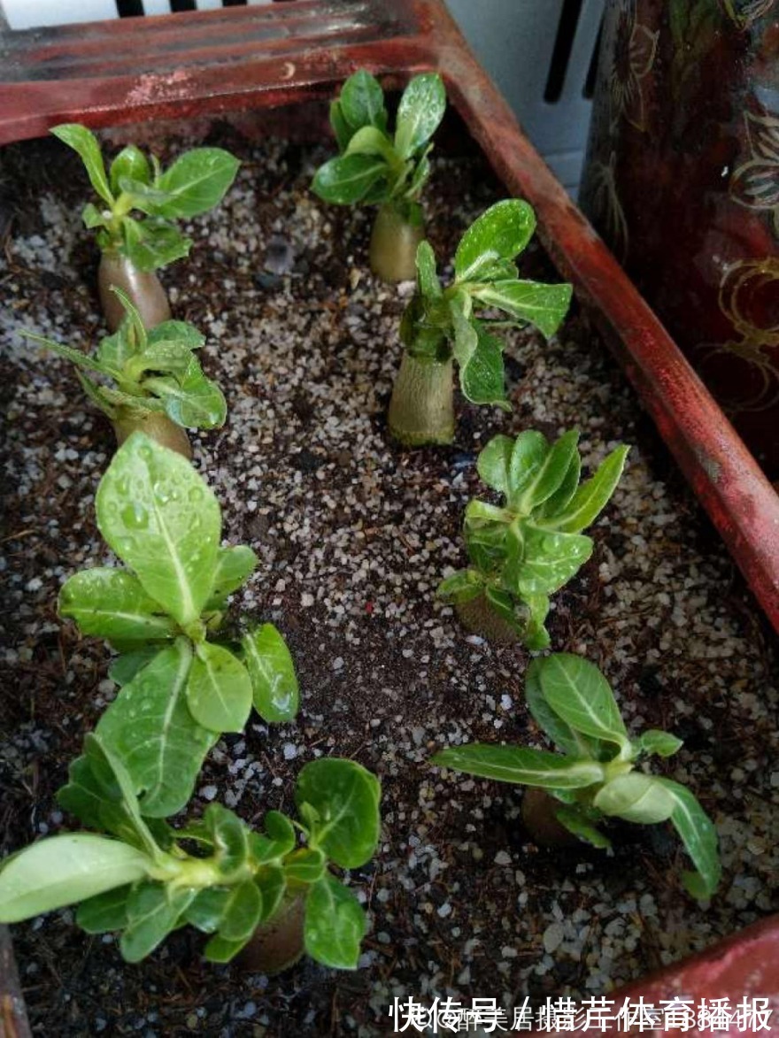 9个开花劳模，施肥不能停，不然越养越差劲