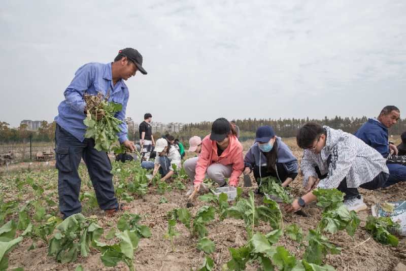 辟出|用100亩地为大一新生开设必修“种田课”，上海建桥学院辟出劳动基地，让劳动教育扎实落地