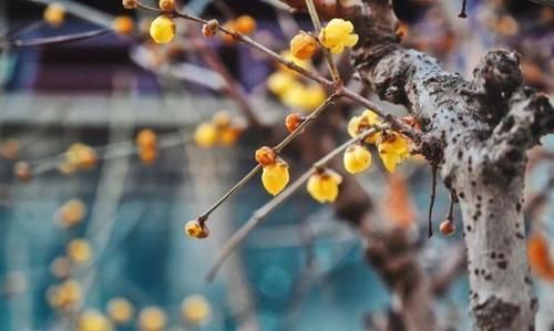 珠珠|花期正好!趵突泉畔的玉兰蜡梅绽放啦!喜气洋洋迎新春!