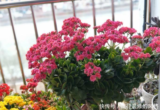 长寿花品种太多,每个品种插一棵,掌握技巧养1年,开成长寿花树