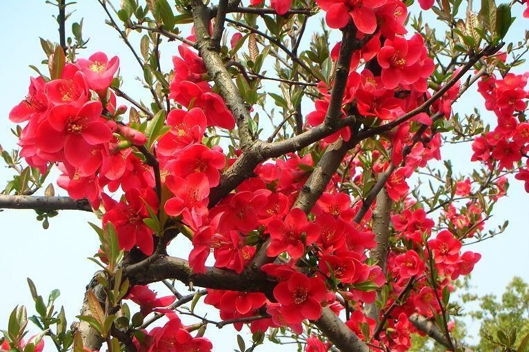 家养“此花”，观花赏果，色彩多变，可抗零下35度，令人耳目一新