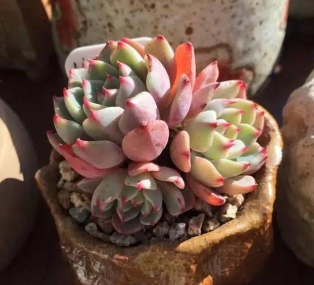 多肉浇水后还是干瘪的?教你几个小技巧,快速服盆长势好