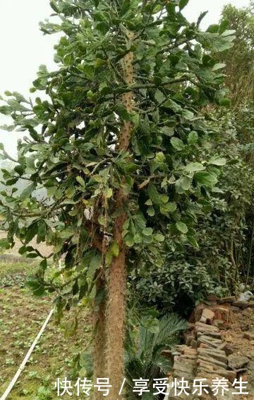 8种镇宅花,窗户边养一棵,霸气又镇宅!