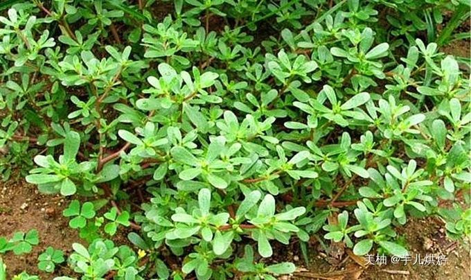 春天必吃的6種野菜，美味又營養，再貴也要買，錯過又得等一年