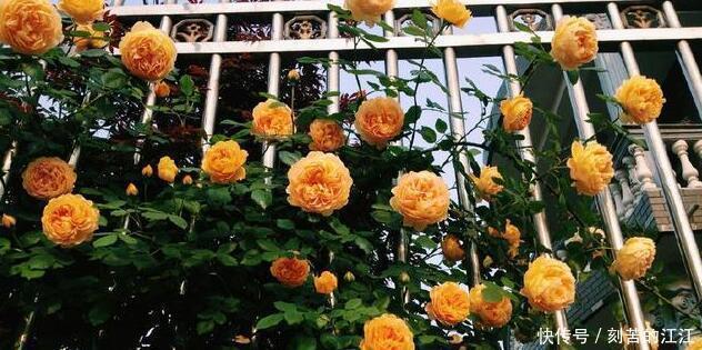 吴大爷养“月季”,三月喂点“零食”,花朵嗖嗖冒,1年开不停