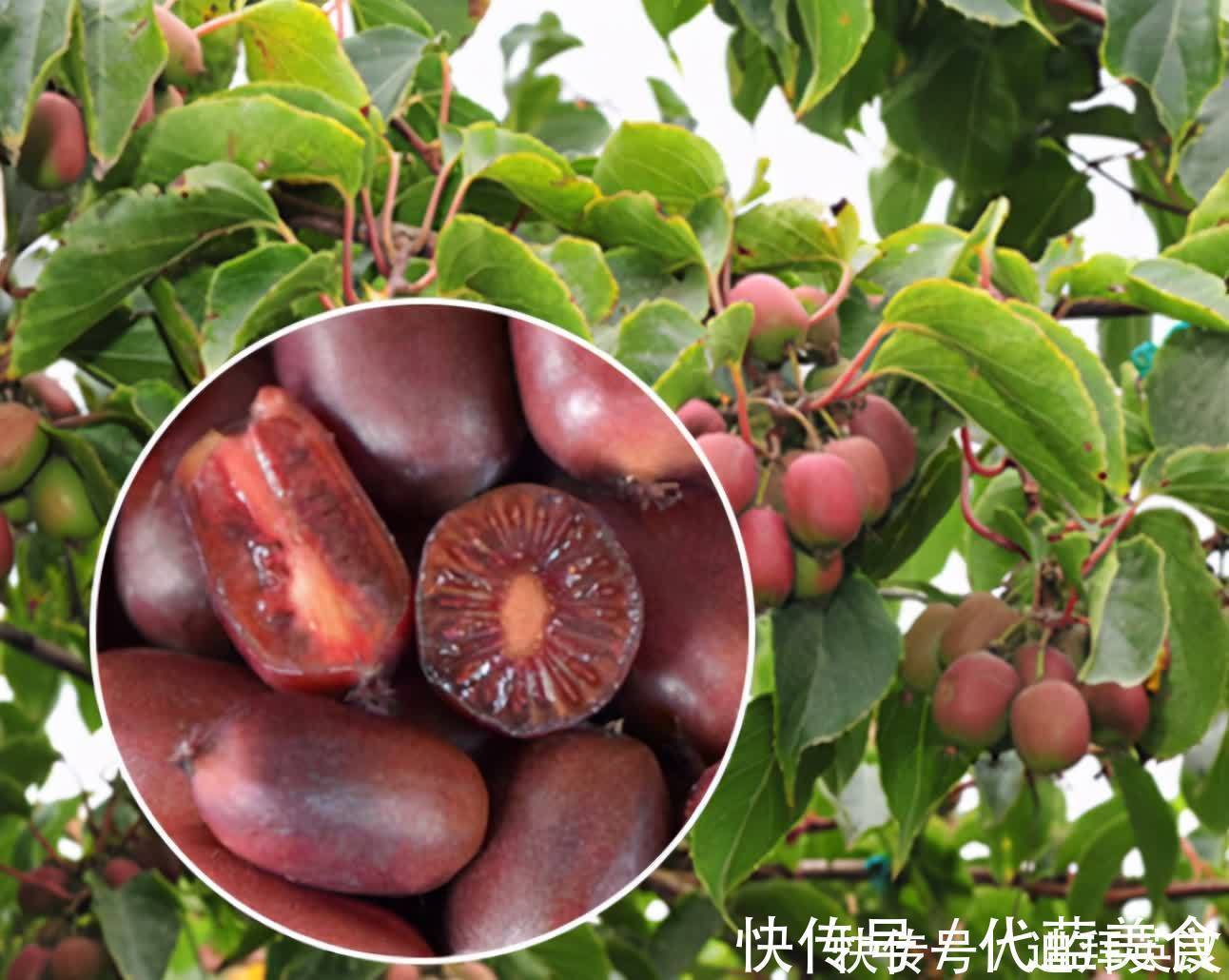 院子|等我有院子,一定栽满此果树,有多少地就种多少,洋气