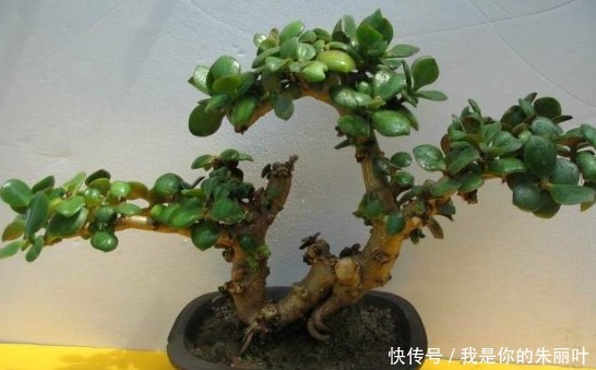 养花太操心这4款“皮实”的花,花开一茬接一茬,花朵烂漫迷人