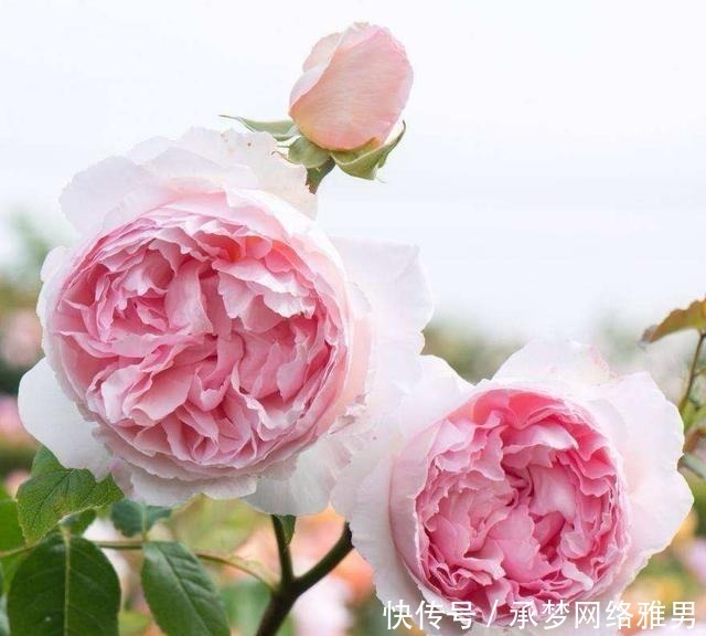 开爆|爱你的小花匠,七夕前,养好了20种月季花,随便1种都已开爆盆