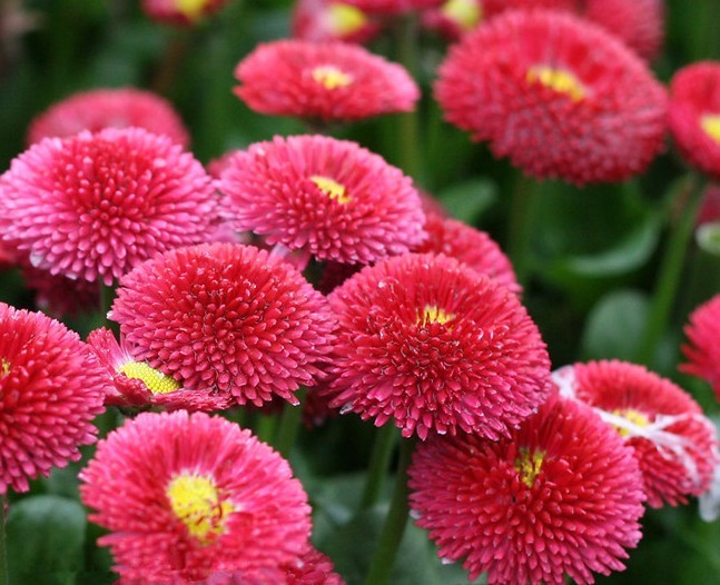 1种花，花开“似绒球”，比乒乓菊好养，比菊花有趣，能开一春夏