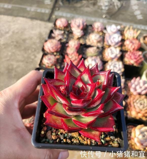 僵苗|多肉发根缓慢,增加“湿度”,加湿不是浇水,千万别搞混了