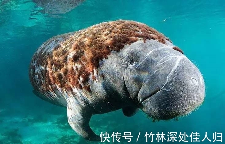 honor|怀孕时间最长的3种动物,海牛榜上有名,怀孕时间达13个月!