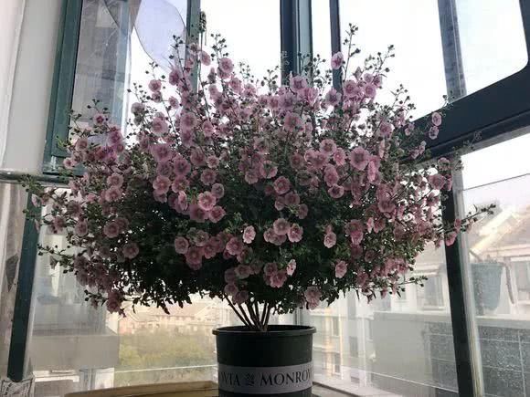 日照|“识货人”都养4种花,打理简单,花期长,开花超漂亮