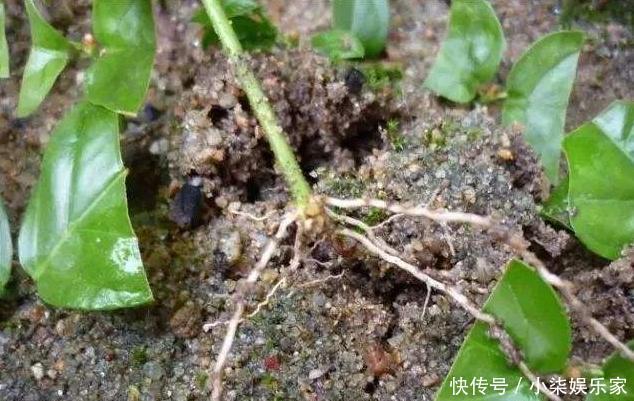 生根|扦插茉莉花,按照“此”方法,用点“这种水”,7天根系长满盆